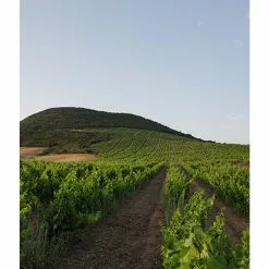 Acheter ⭐ Mas Amiel Carerades, 2012 - Côtes-du-Roussillon-Villages AOP - Rouge - 75 cl 😀 -Vins Rouges Soldes 3281540014116 5