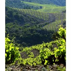 Bon marché 🧨 Mouline de Ciffre Altiniac Grande Cuvée, 2018 - Faugères AOP - Rouge - 75 cl 🧨 -Vins Rouges Soldes 3454781519652 7