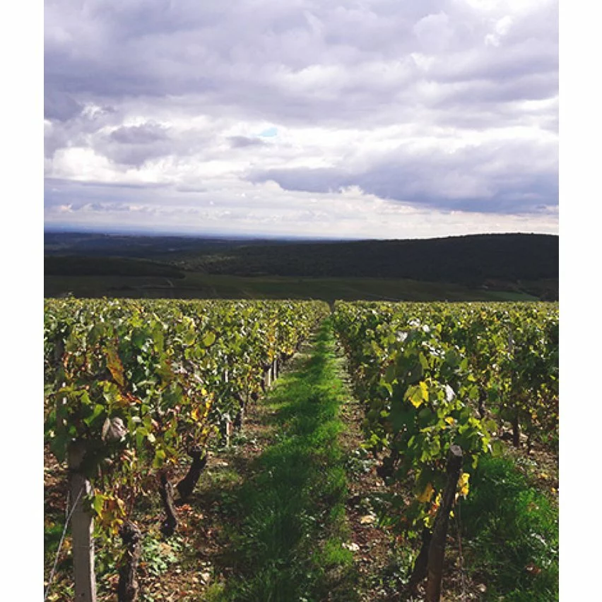 De gros 🥰 Baronne de Saint-Jean, 2021 - Mâcon-Azé AOP - Rouge - 75 cl 🌟 4 De gros 🥰 Baronne de Saint-Jean, 2021 - Mâcon-Azé AOP - Rouge - 75 cl 🌟 – Image 2